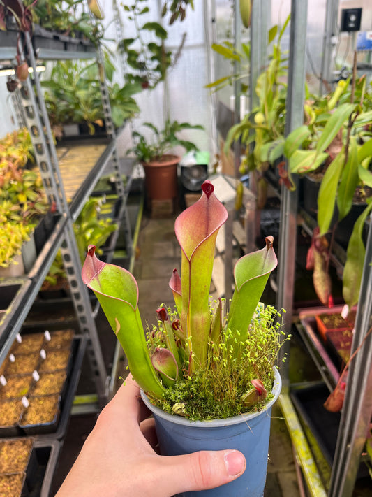 Heliamphora parva x sarracenoides 'Seedgrown'