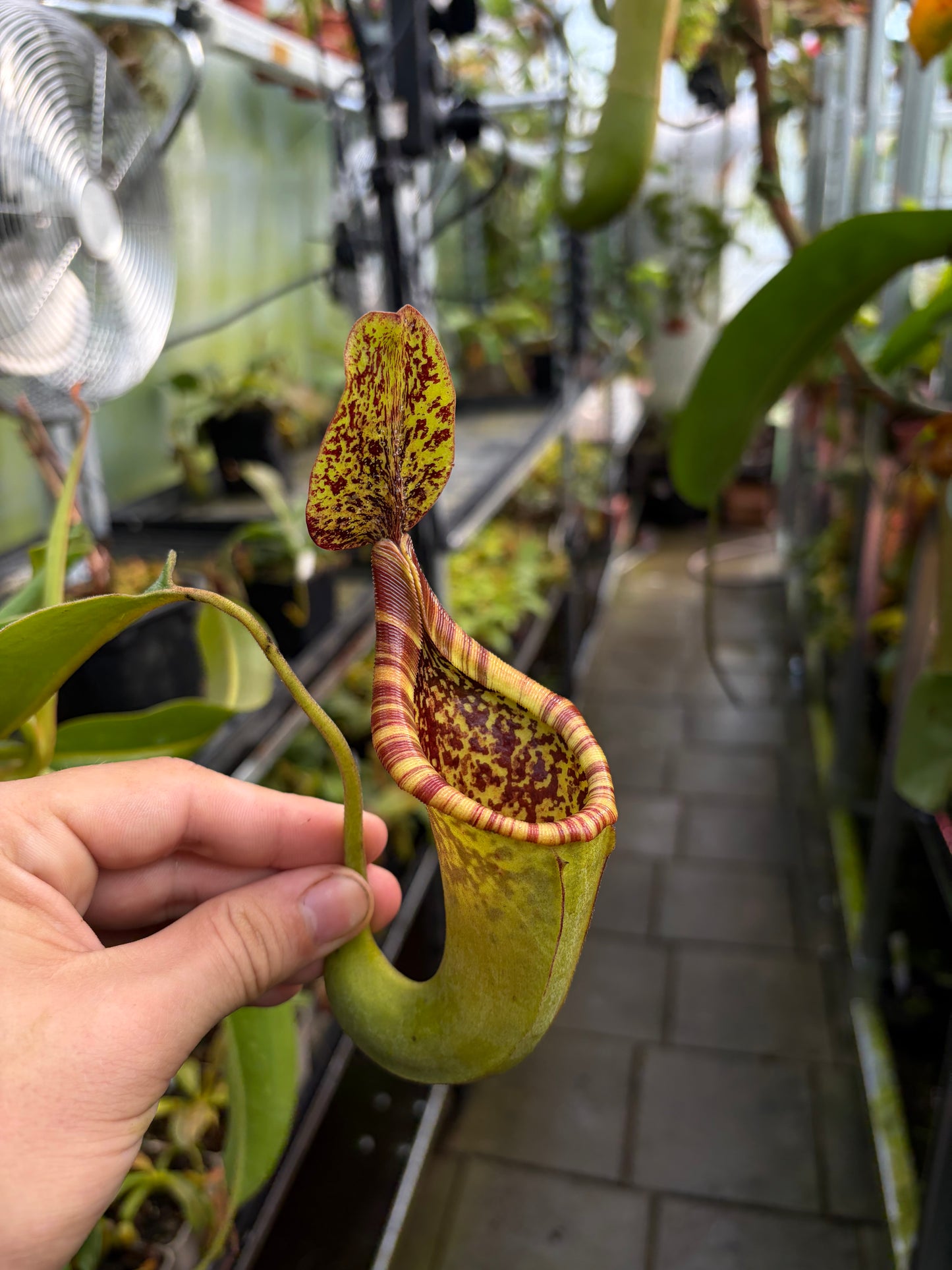Nepenthes maxima x ephippiata ‚rooted cutting‘