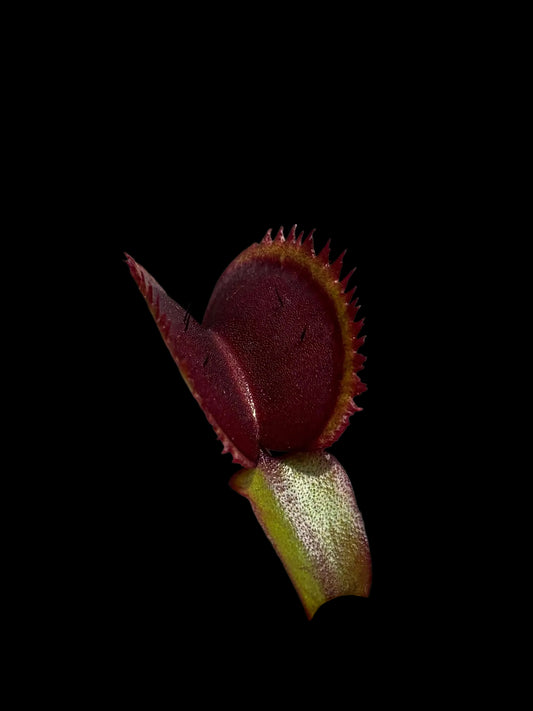 Dionaea muscipula 'Bohemian Garned'