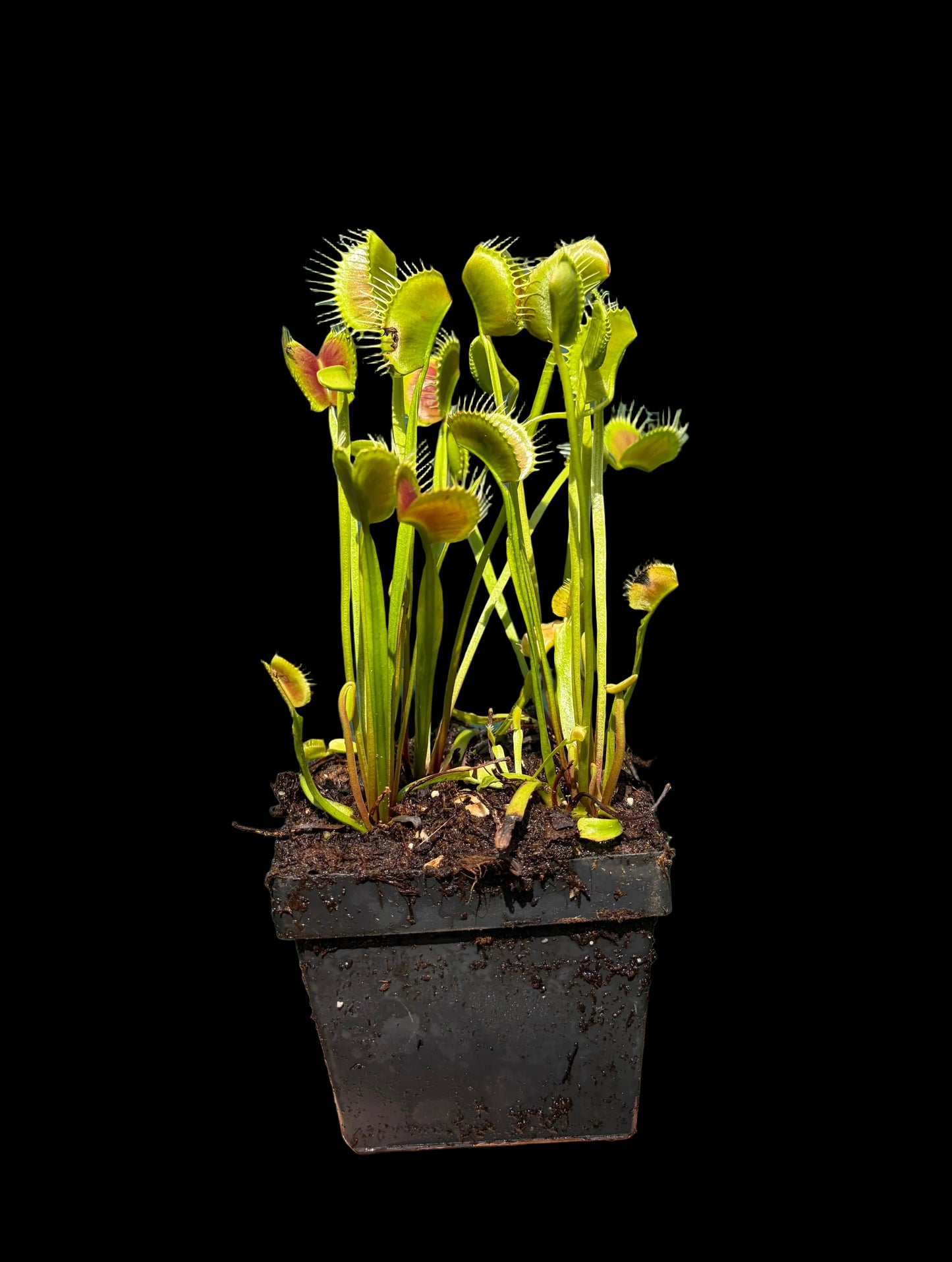 Dionaea muscipula 'Spider'