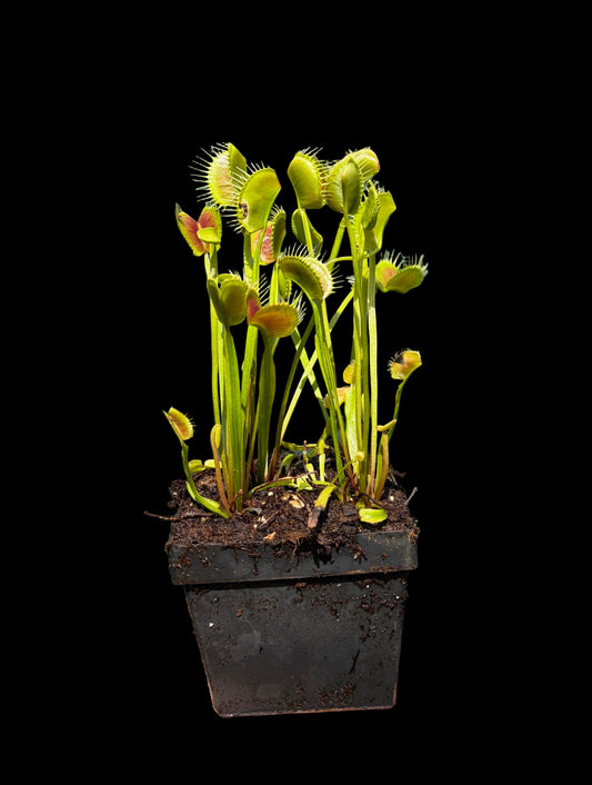 Dionaea muscipula 'Spider'