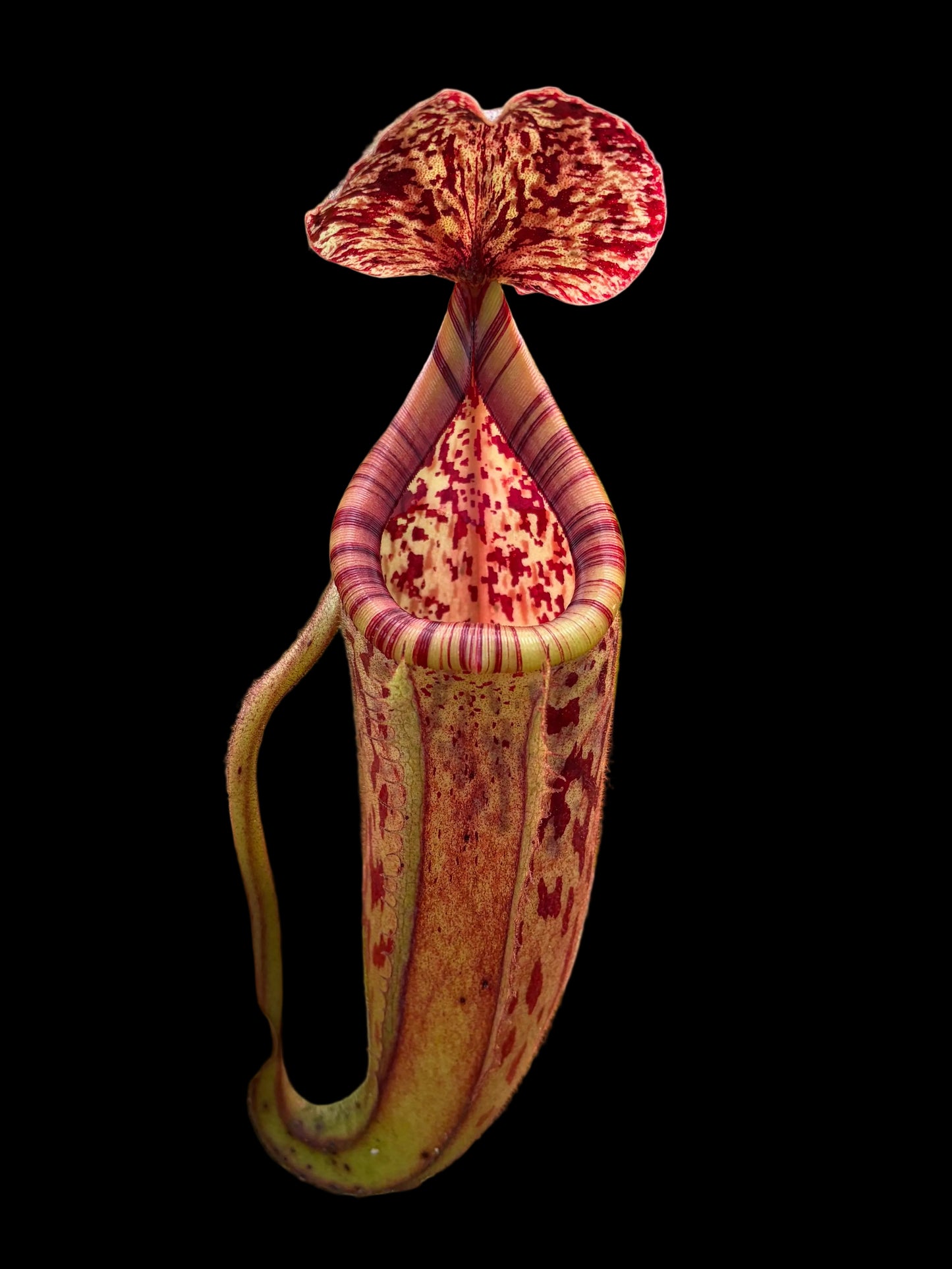 Nepenthes burbidgeae x glandulifera 20cm