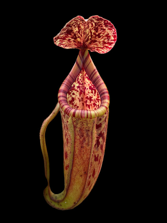 Nepenthes burbidgeae x glandulifera 20cm