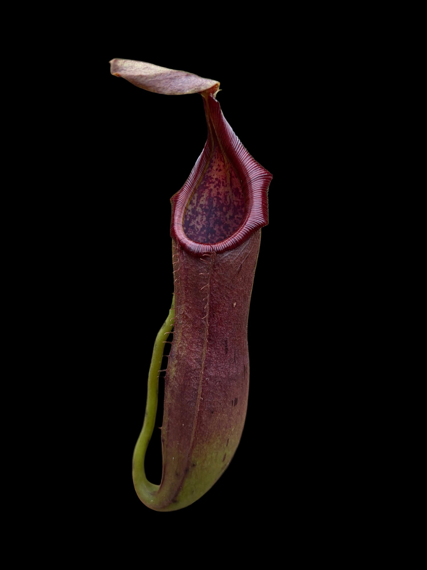 Nepenthes (veitchii x platychila) x naga 15cm