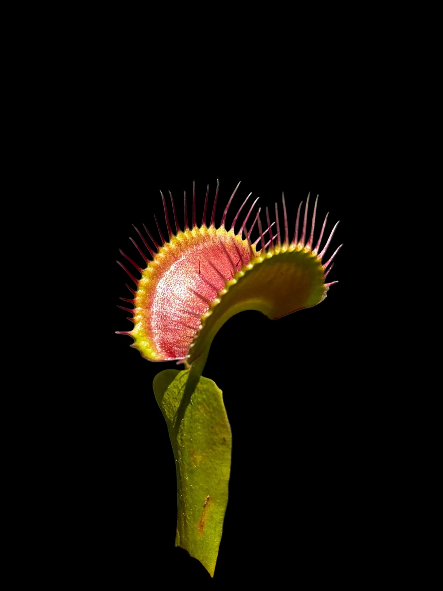 Dionaea muscipula 'Destroyer'