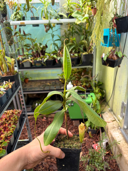 Nepenthes vogelii x platychila ‚rooted cutting‘