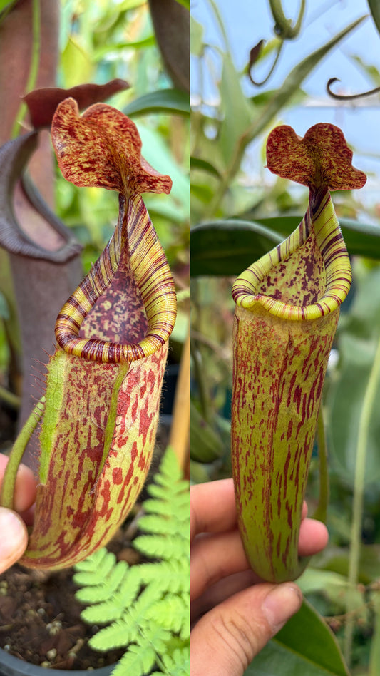 Nepenthes kongkandana x mollis ‚female'