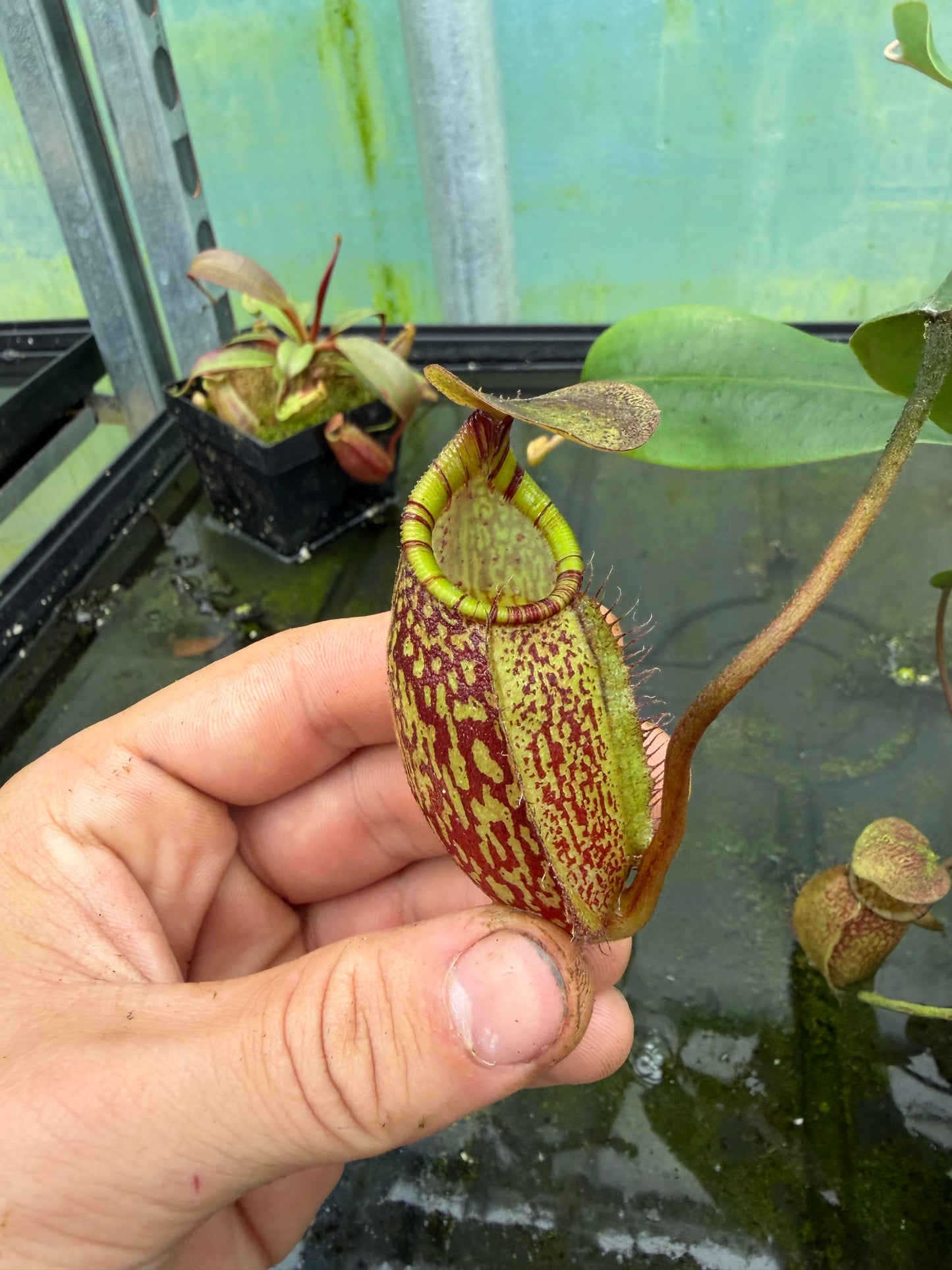 Nepenthes spectabilis ‚giant‘ x undulatifolia