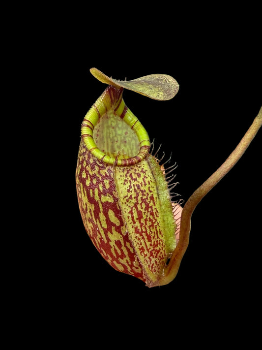 Nepenthes spectabilis ‚giant‘ x undulatifolia