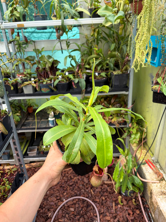 Nepenthes ventricosa