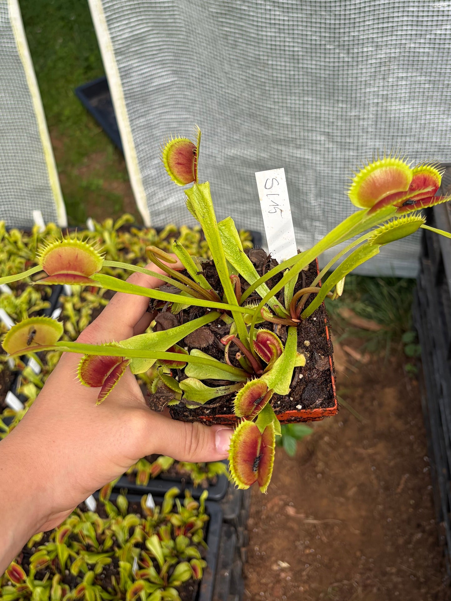 Dionaea muscipula 'SL15'