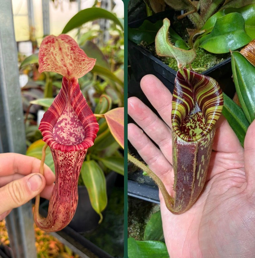 Nepenthes [(lowii x veitchii) x boschiana] x mollis 7-10 cm