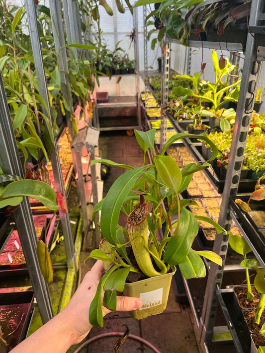 Nepenthes copelandii x spectabilis ‚Rooted cutting‘
