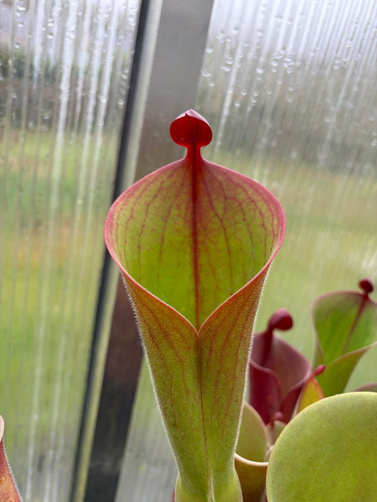 Heliamphora parva (extremely hairy) x minor var. pilosa (Luna) #2