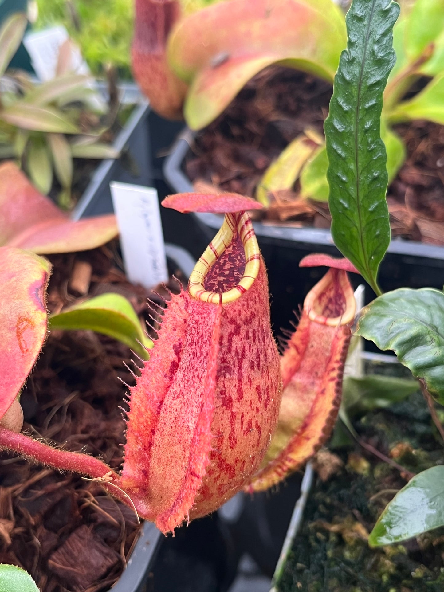 Nepenthes (eymae x clipeata) x veitchii 'candy' 10-15cm