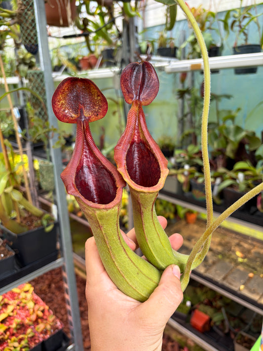 Nepenthes (lowii x veitchii) x lowii ‚Murud‘