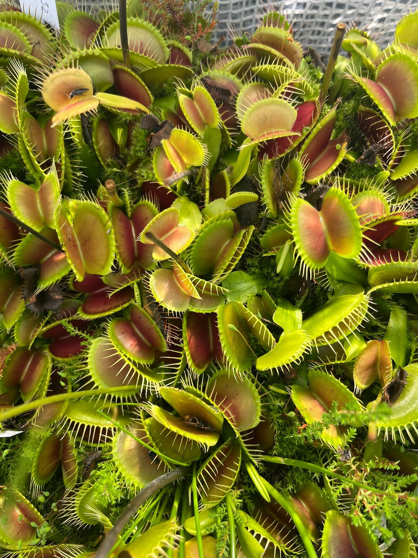 Dionaea muscipula 'B52'