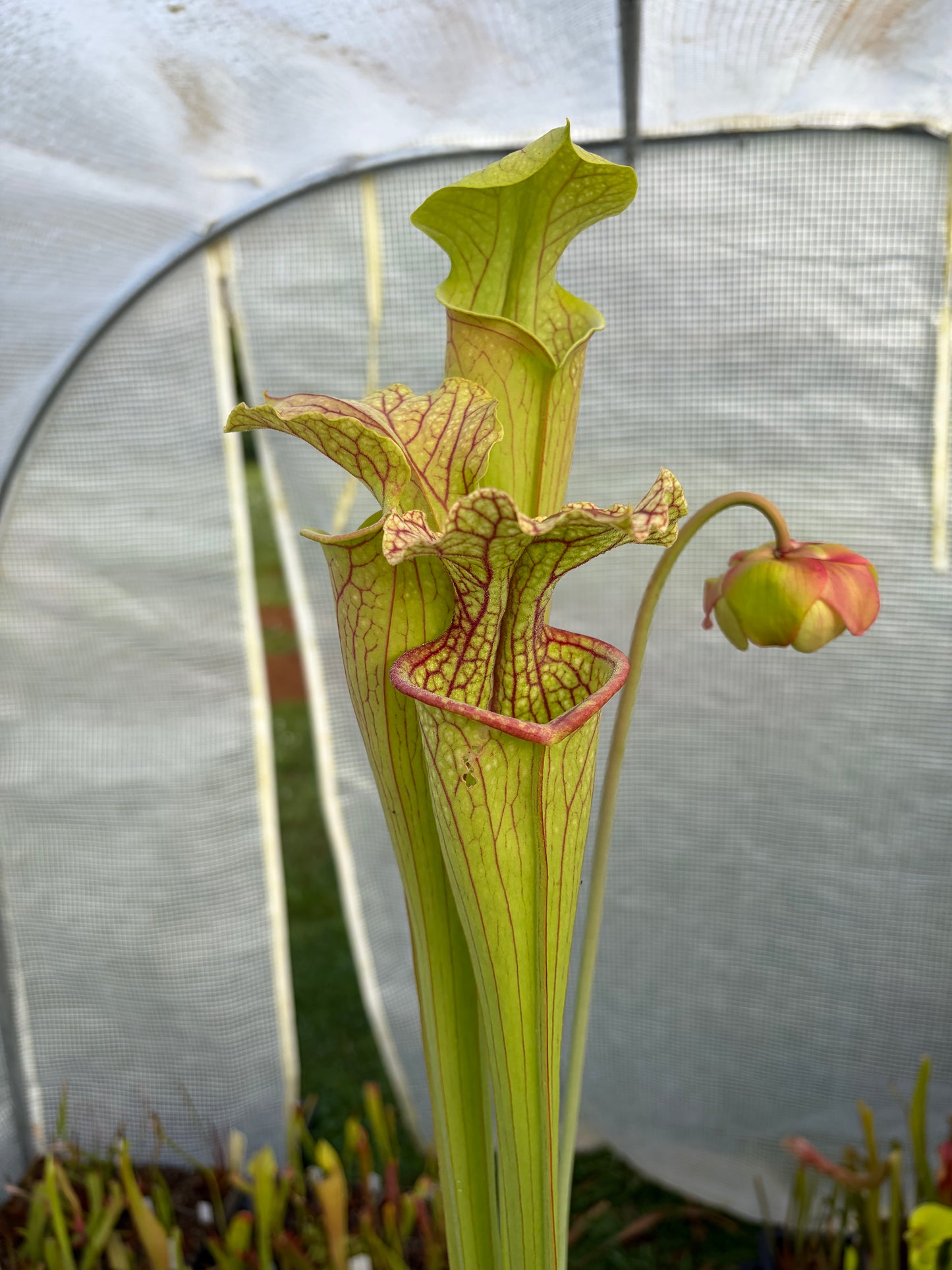 Sarracenia leucophylla MS L20C x (leucophylla x oreophylla) Mirek