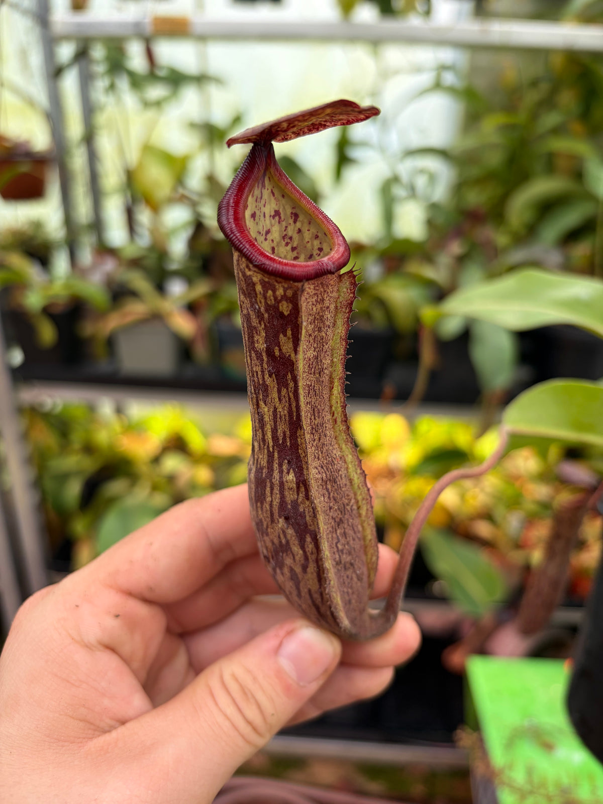 Nepenthes boschiana ‚secumpang‘ 40cm male