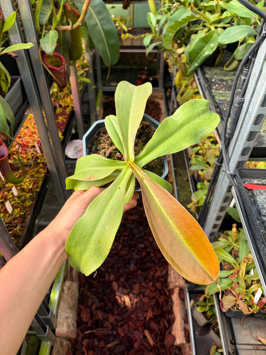 Nepenthes naga ‚seedgrown‘ 30cm+