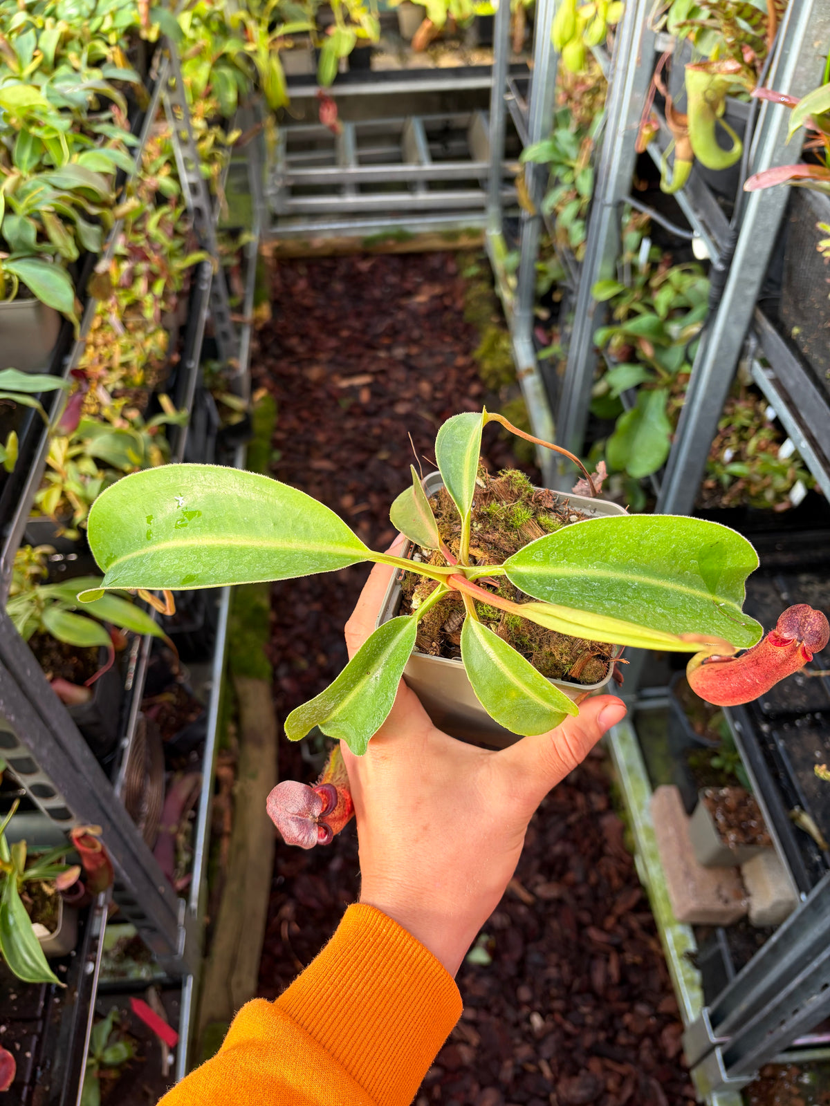 Nepenthes lowii x boschiana (BE-4067) 15cm