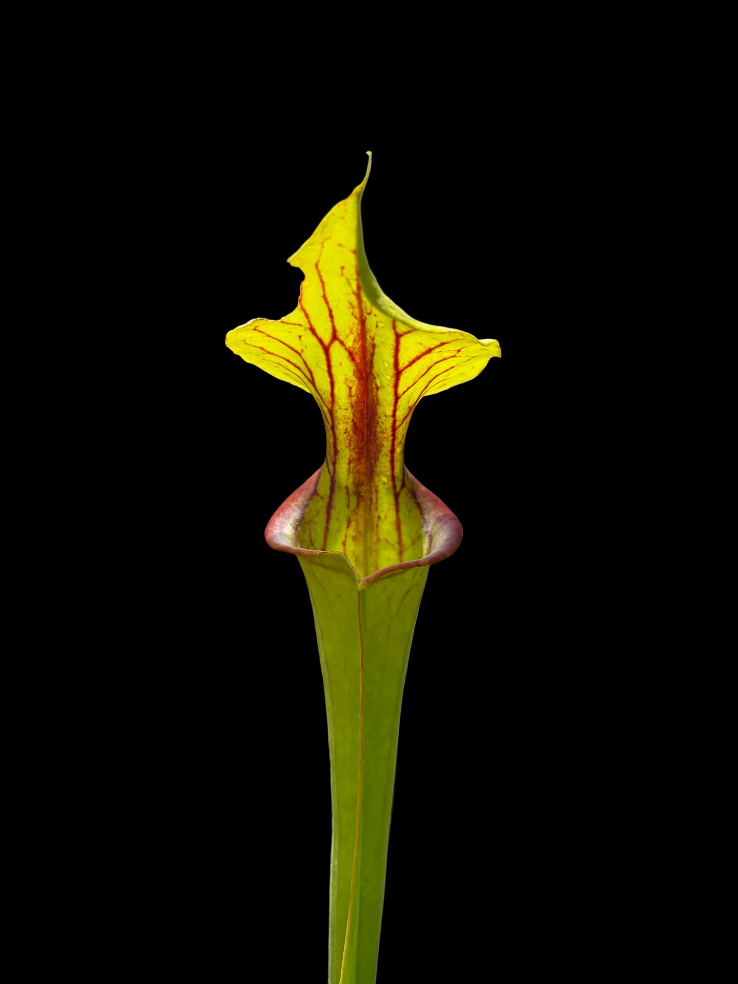 Sarracenia flava var. ornata ‚Apalachicola national forest, Wakulla CO. FL‘