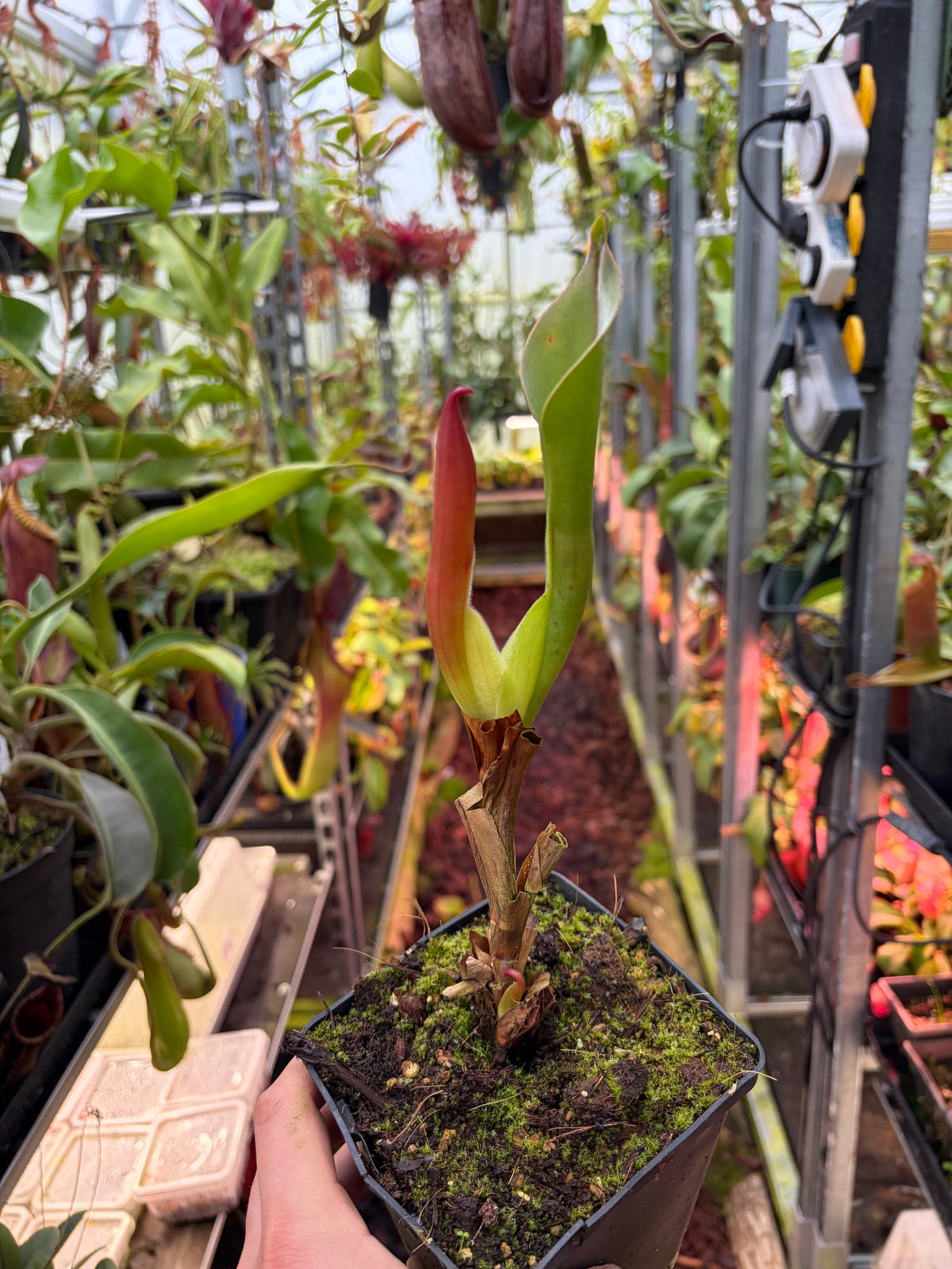Heliamphora neblinae ‚red‘ #02