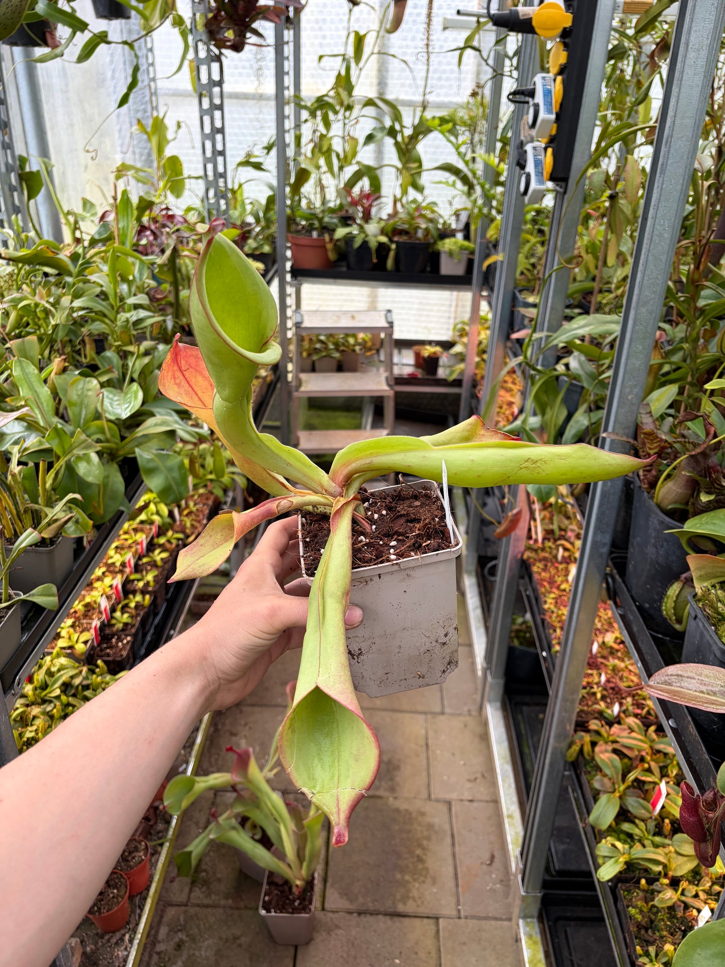 Heliamphora spec. Akopon #3