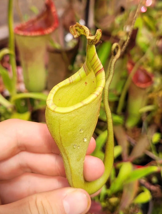 Nepenthes eymae ‚rooted cutting‘