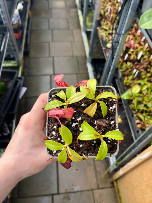 Nepenthes petiolata x mira 7cm