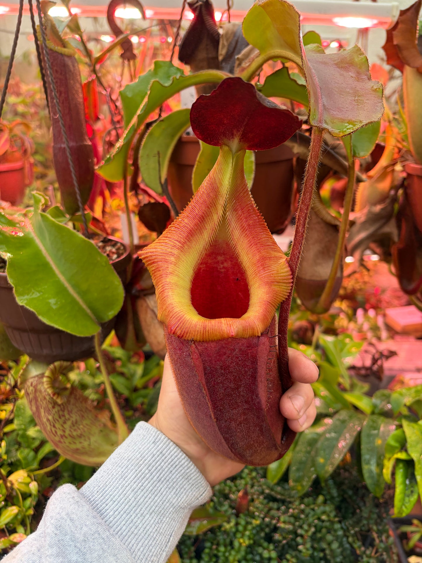 Nepenthes veitchii ‚candy‘ x trusmadiensis 5cm