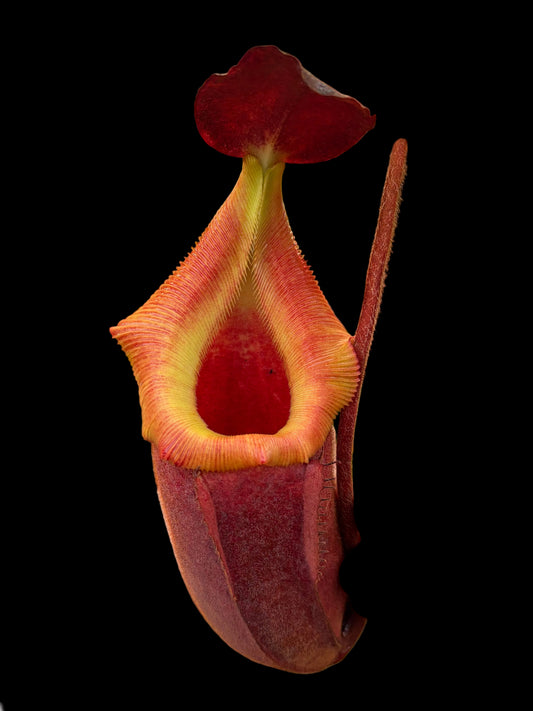 Nepenthes veitchii ‚candy‘ x trusmadiensis 5cm
