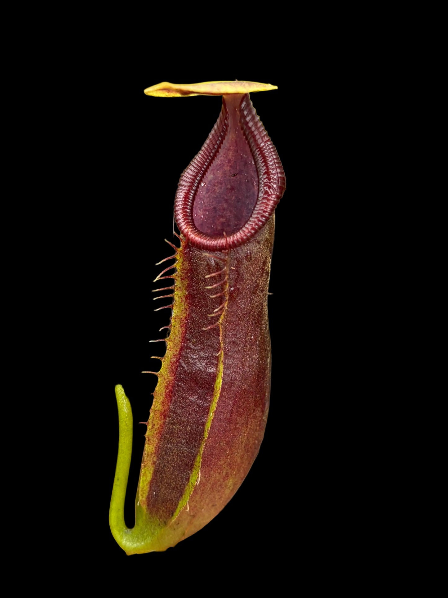 Nepenthes naga 7-10 cm