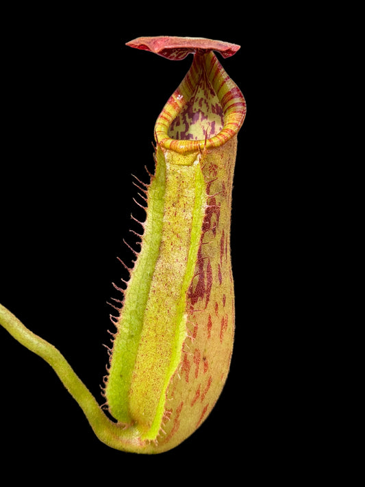 Nepenthes veitchii ‚candy‘ x boschiana 15-20cm