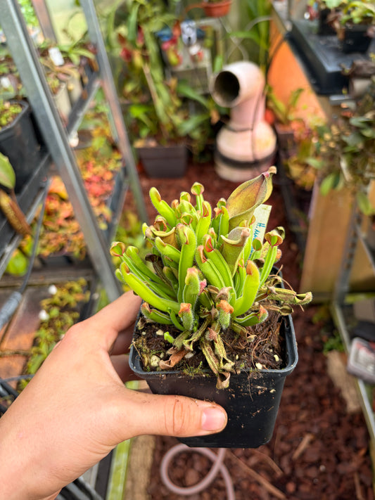 Heliamphora uncinata ‚Multiple growpoints‘