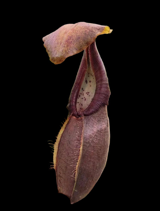 Nepenthes carunculata var. robusta