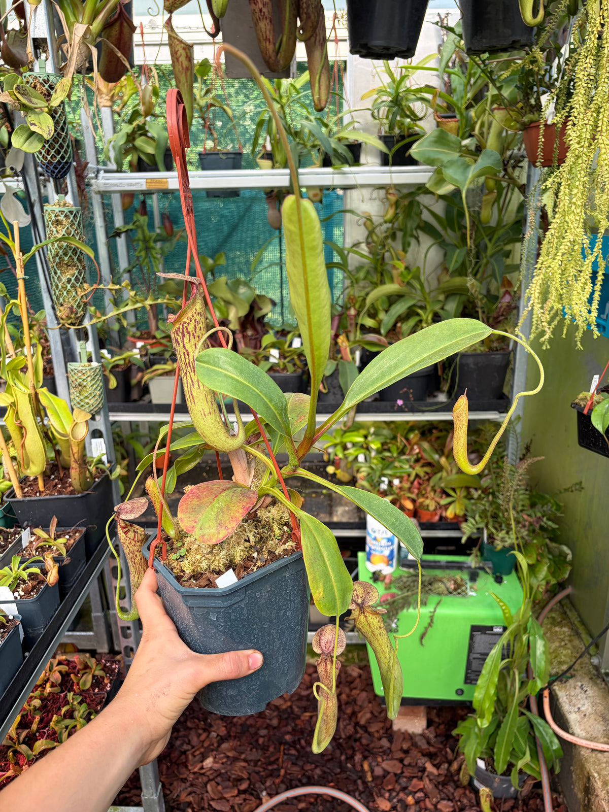 Nepenthes (spectabilis x truncata) x boschiana EP ,female - rooted cutting‘