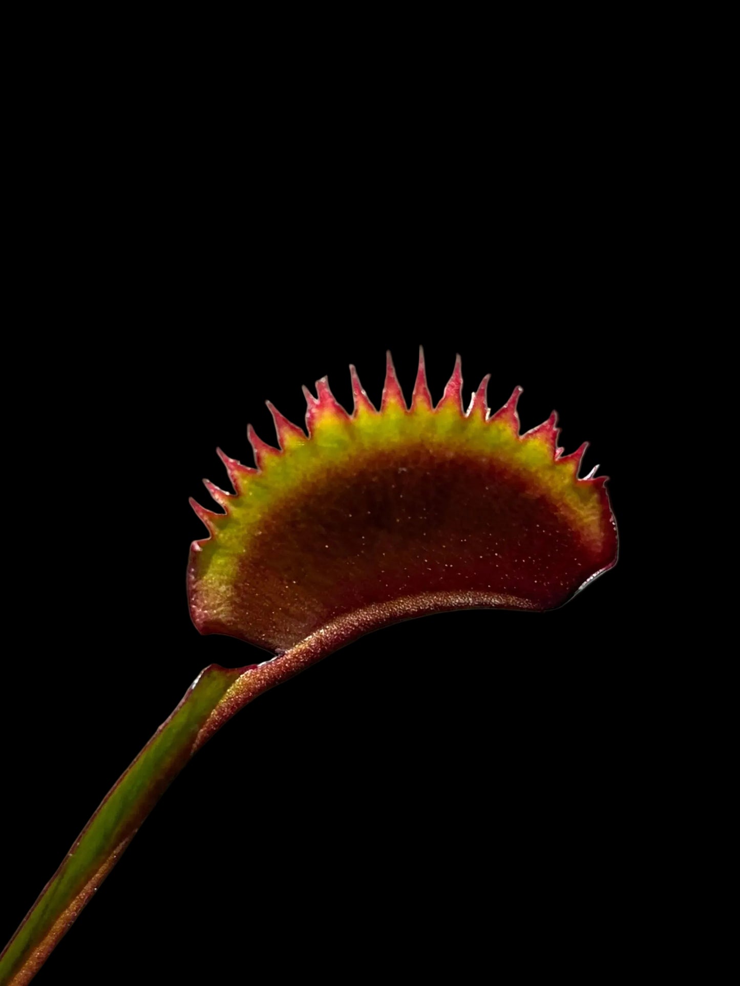 Dionaea muscipula 'Trev's Red Dentate'