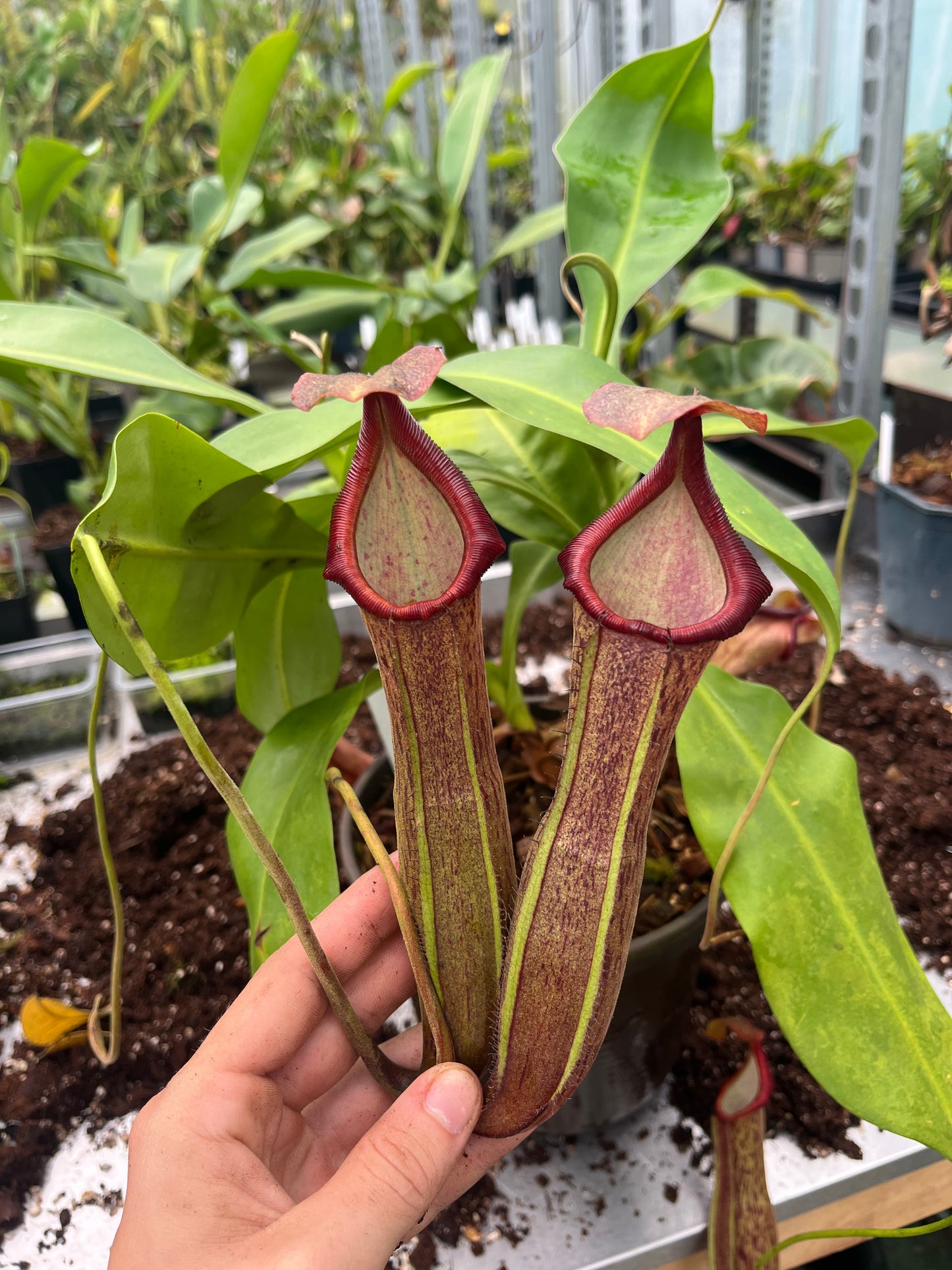 Nepenthes adrianii x boschiana ‚Motherplant‘