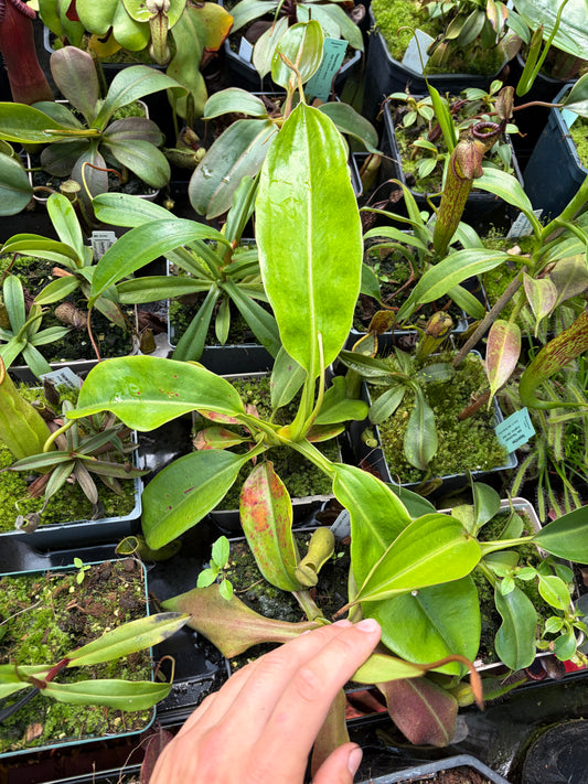 Nepenthes truncata x khasiana 40cm