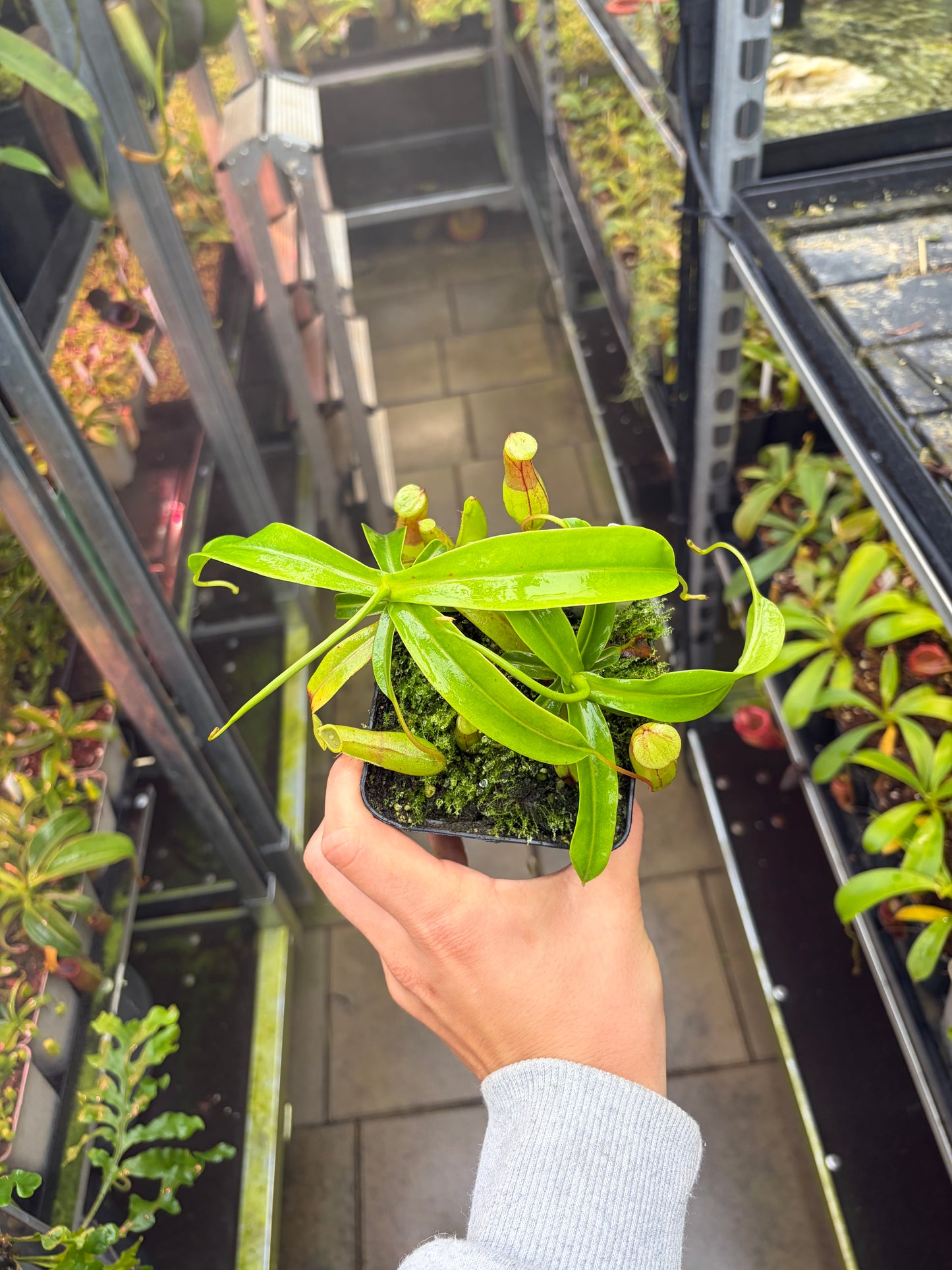 Nepenthes ventricosa 15cm
