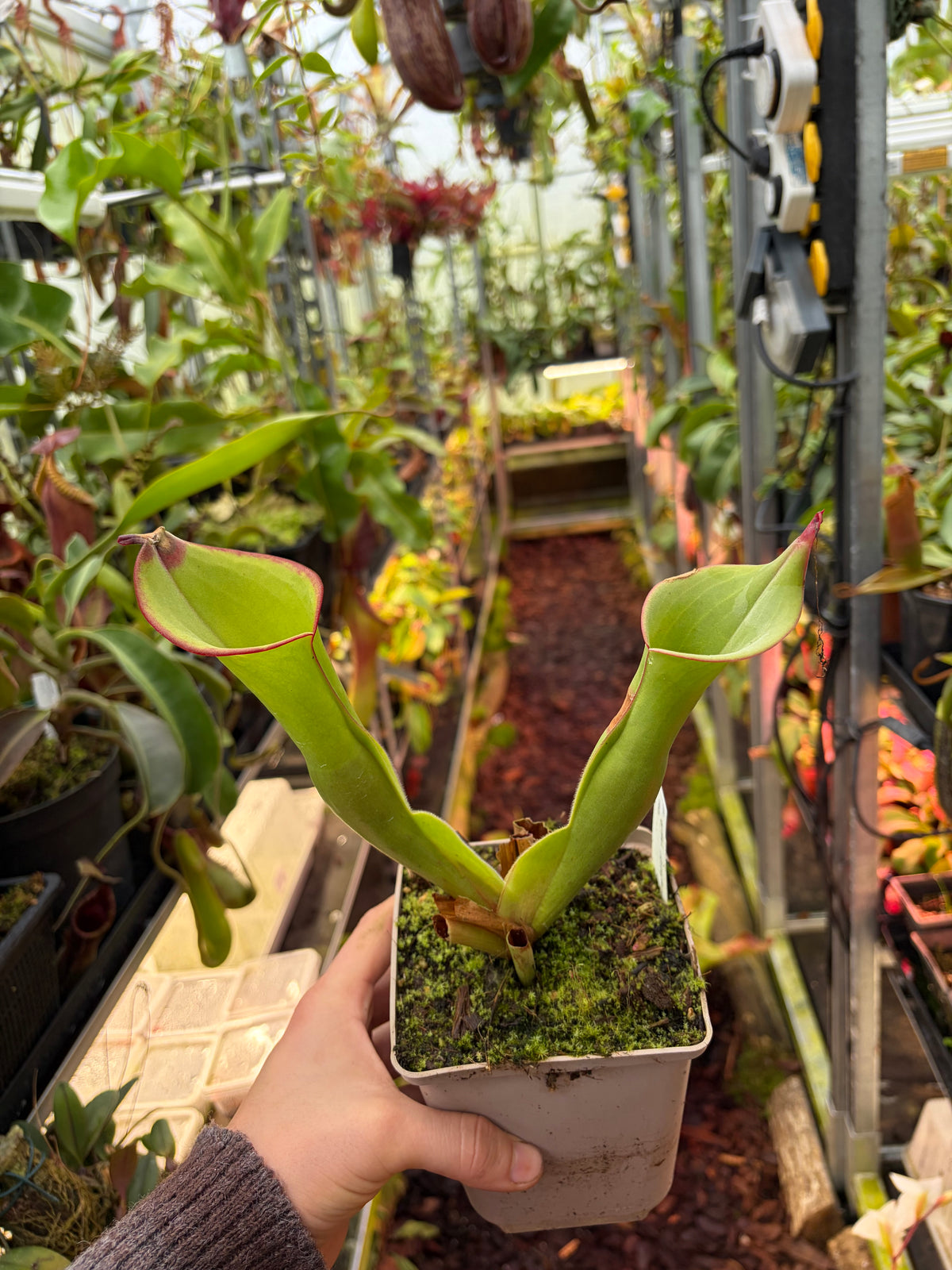 Heliamphora spec. akopan