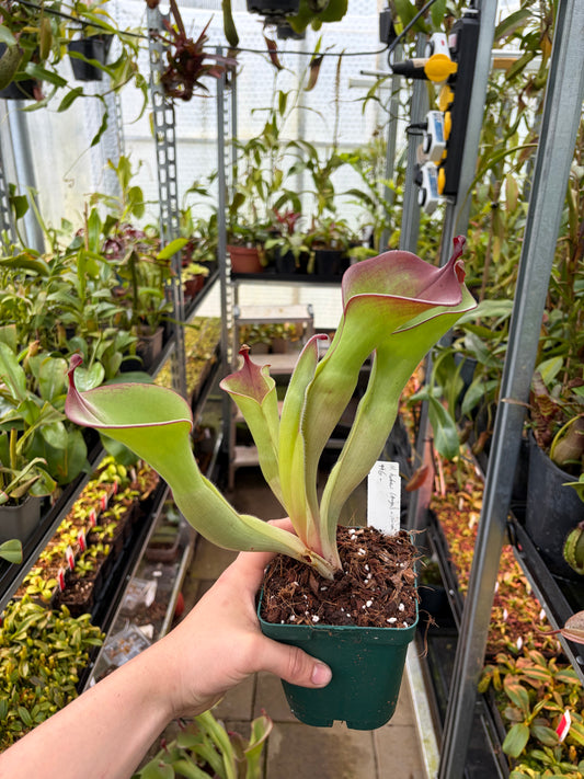 Heliamphora huberi (Anga) x parva #5