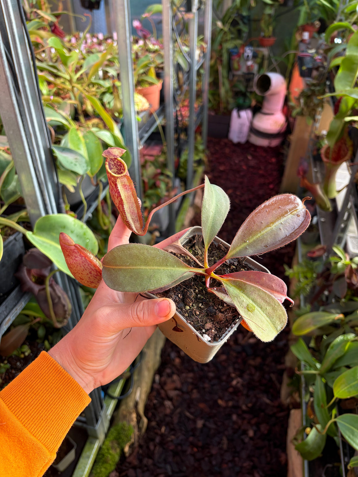 Nepenthes peltata x ephippiata (BE-4654) 15cm