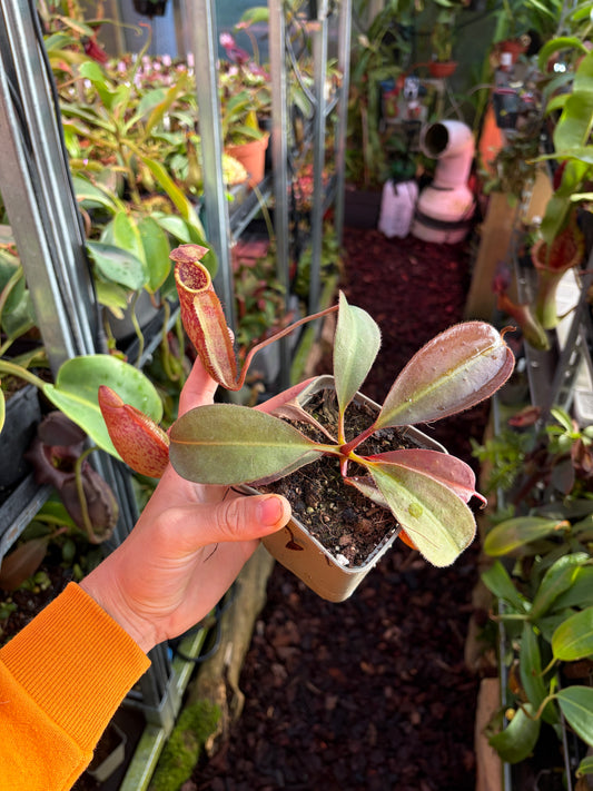 Nepenthes peltata x ephippiata (BE-4654) 15cm