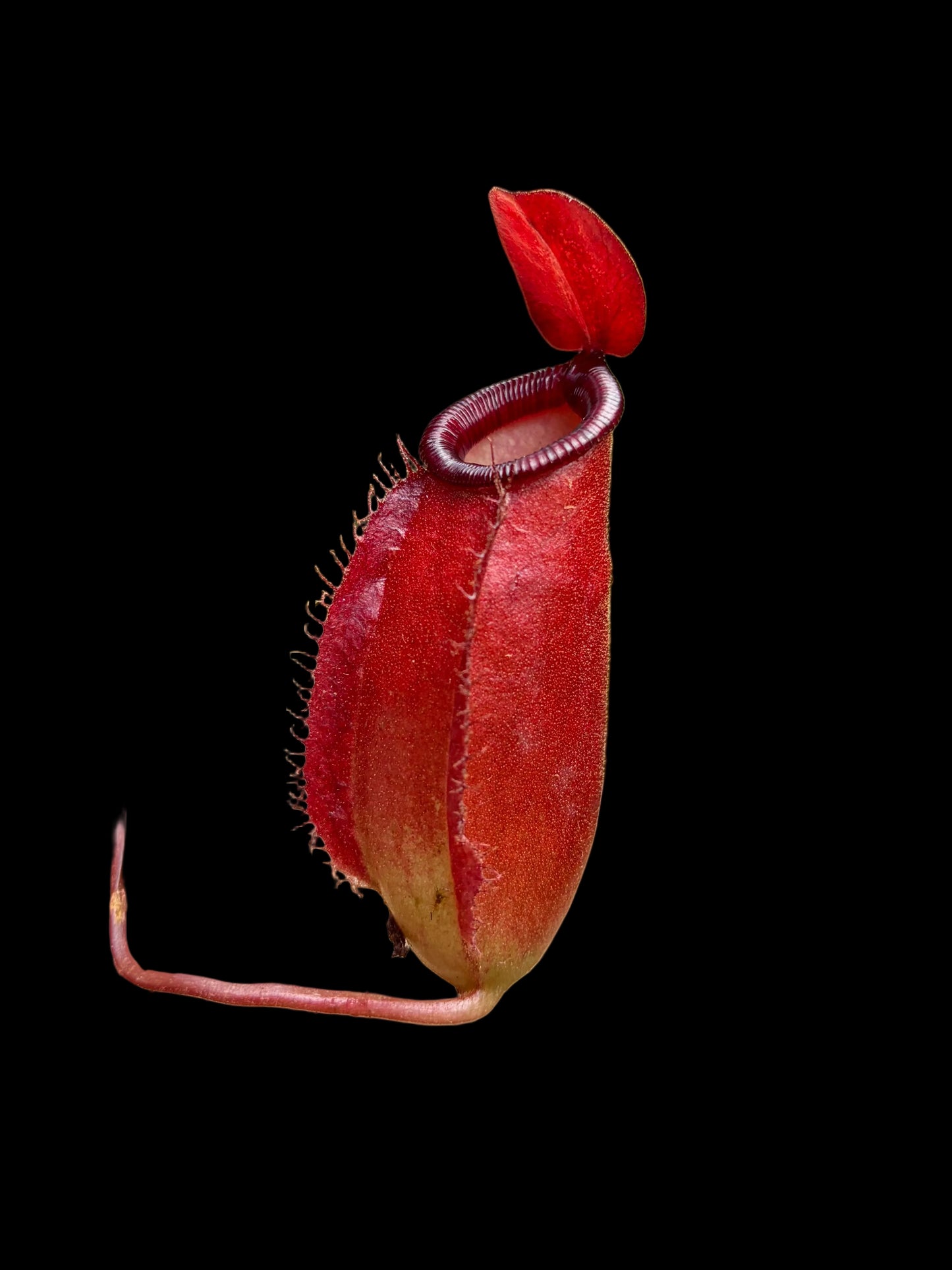 Nepenthes ampullaria x sibuyanensis (x dark secret) BE-4656