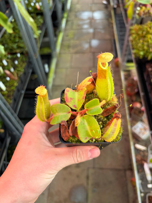 Nepenthes truncata 7cm