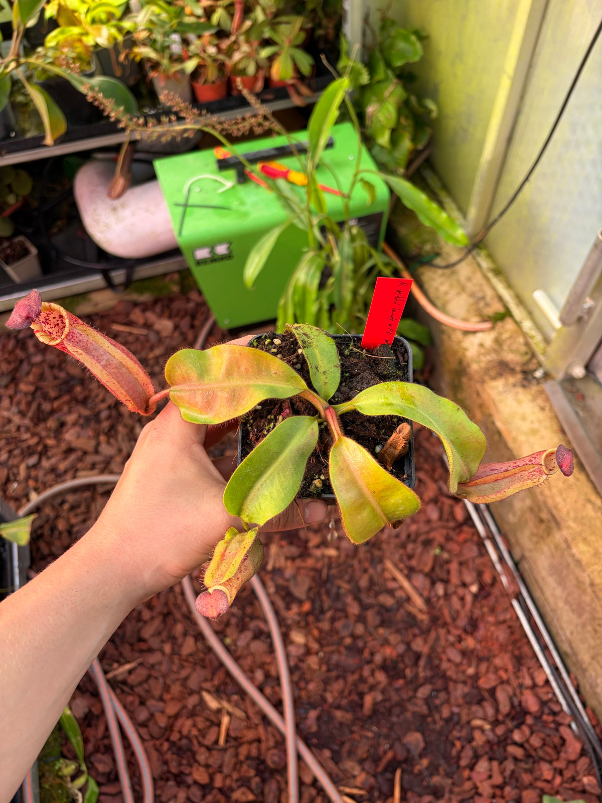 Nepenthes veitchii ‚candy x F2‘ #3 15cm
