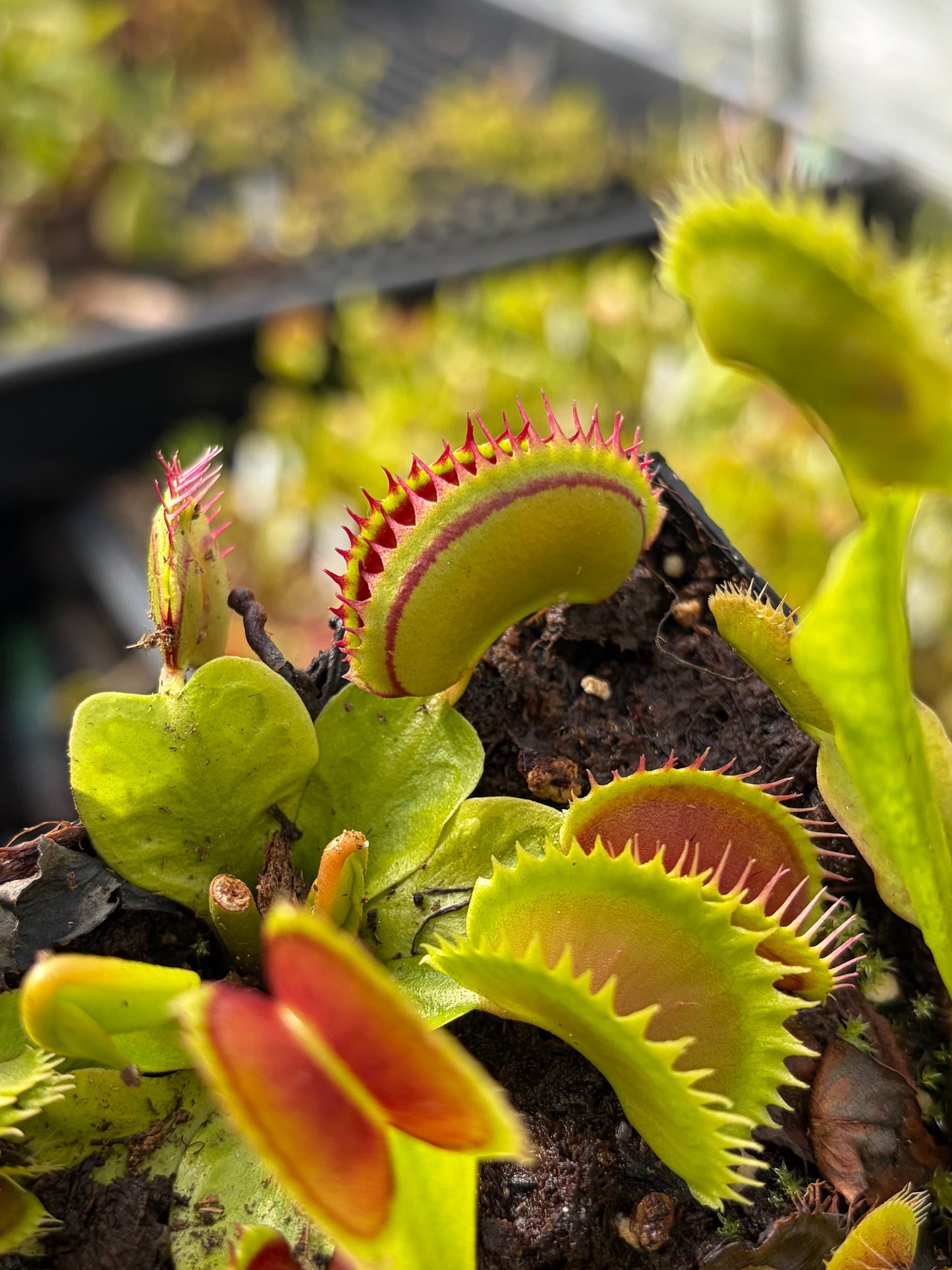 Dionaea muscipula 'Dracula'