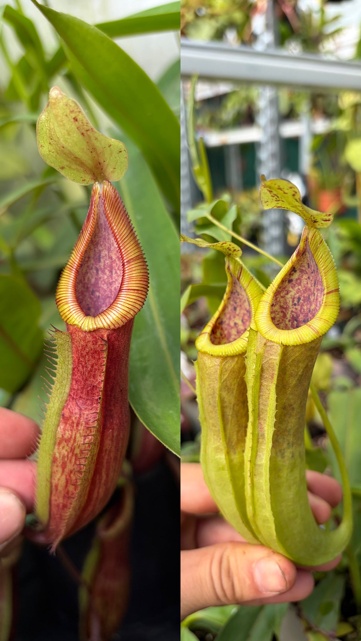 Nepenthes minima x diabolica ‚rooted cutting‘